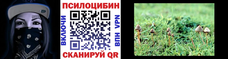 OMG маркетплейс  Пудож  Галлюциногенные грибы Psilocybine cubensis  сколько стоит 